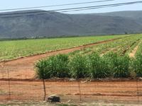Unterwegs in Kwazulu-Natal: Zuckerrohrplantagen