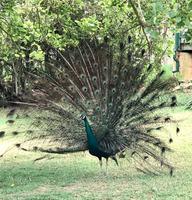 Eswantini: In der Ngwnya-Glasfabrik