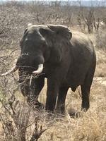 Krüger Nationalpark: Afrikanischer Elefant