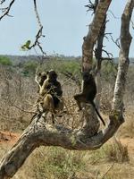 Krüger Nationalpark: Paviane