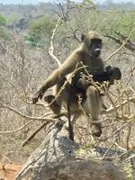 Krüger Nationalpark: Paviane