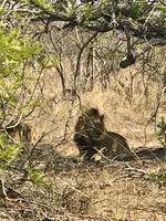 Krüger Nationalpark: Löwen