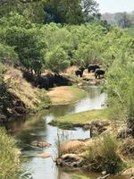 Krüger Nationalpark: Auf Safari mit dem Jeep