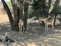 Krüger Nationalpark: Die Tiere verstecken sich unter Bäumen vor der Hitze