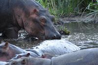 Ngorongoro Flusspferd