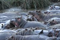 Ngorongoro Flusspferde im Hippo Pool