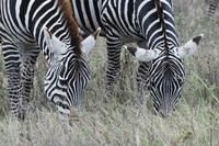 Ngorongoro Zebras