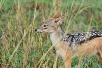 Tarangire Schabrackenschakal