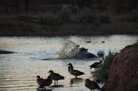 Namibia - Morgenwäsche der Hippos