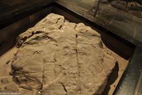 Hurtigruten - Finnmarken-174