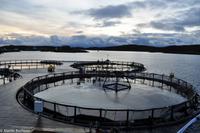 Hurtigruten - Finnmarken-320