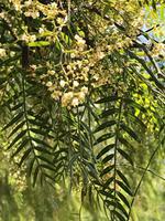 Pfefferbaum Schinus Blüten