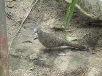 Zebratäubchen sind sehr zutraulich