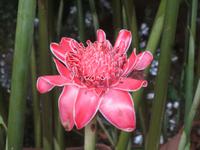 Ingwerblüte
