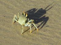 Diese Krabben waren häufig