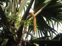 Männliche Coco de mer