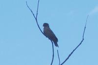 Ein Black Parrot