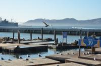 Die berühmten Seelöwen am Pier 39 - Fisherman's Wharf