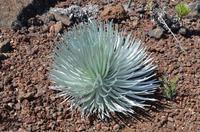 Silberschwert - heimisch nur im Haleakala-Nationalpark