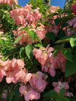 Pflanzenpracht auf Kauai