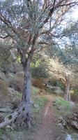 Wanderung auf der Akamas Halbinsel 