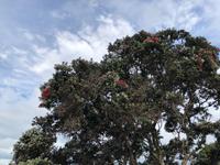 Pohutukawa Baum Neuseeland 