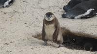 Pinguine am Boulders Beach