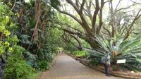 5. Tag: Ausflug zum Botanischen Garten Kirstenbosch Kapstadt