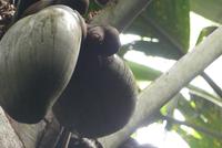Coco de Mer