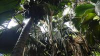 Praslin, Vallee de Mai