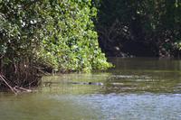 Bootsfahrt auf dem Daintree River (13)