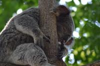 Featherdale Wildlife Park (3)