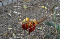 Featherdale Wildlife Park (30)