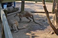 Featherdale Wildlife Park (36)