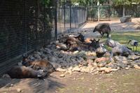 Featherdale Wildlife Park (43)