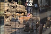 Featherdale Wildlife Park (50)