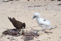 Great Barrier Reef (25)