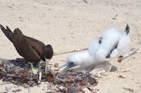 Great Barrier Reef (26)