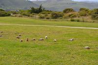 Great Ocean Road (11)