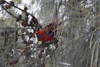 Kennett River Fotostop (3)