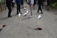 Kennett River Fotostop (17)