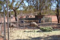 Outback (6)