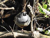 Coromandel Halbinsel Neuseeland