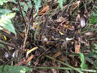 Maori Wanderung Neuseeland 