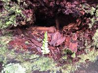 Maori Wanderung Neuseeland 