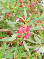 Wilde Pflanzen_Wanderung Mai Chau