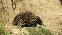 Schnabeligel / Echidna