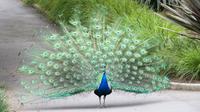 Pfau