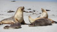 Australische Seelöwen auf Kangaroo Island