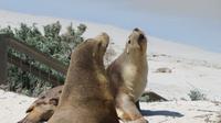 Australische Seelöwen auf Kangaroo Island